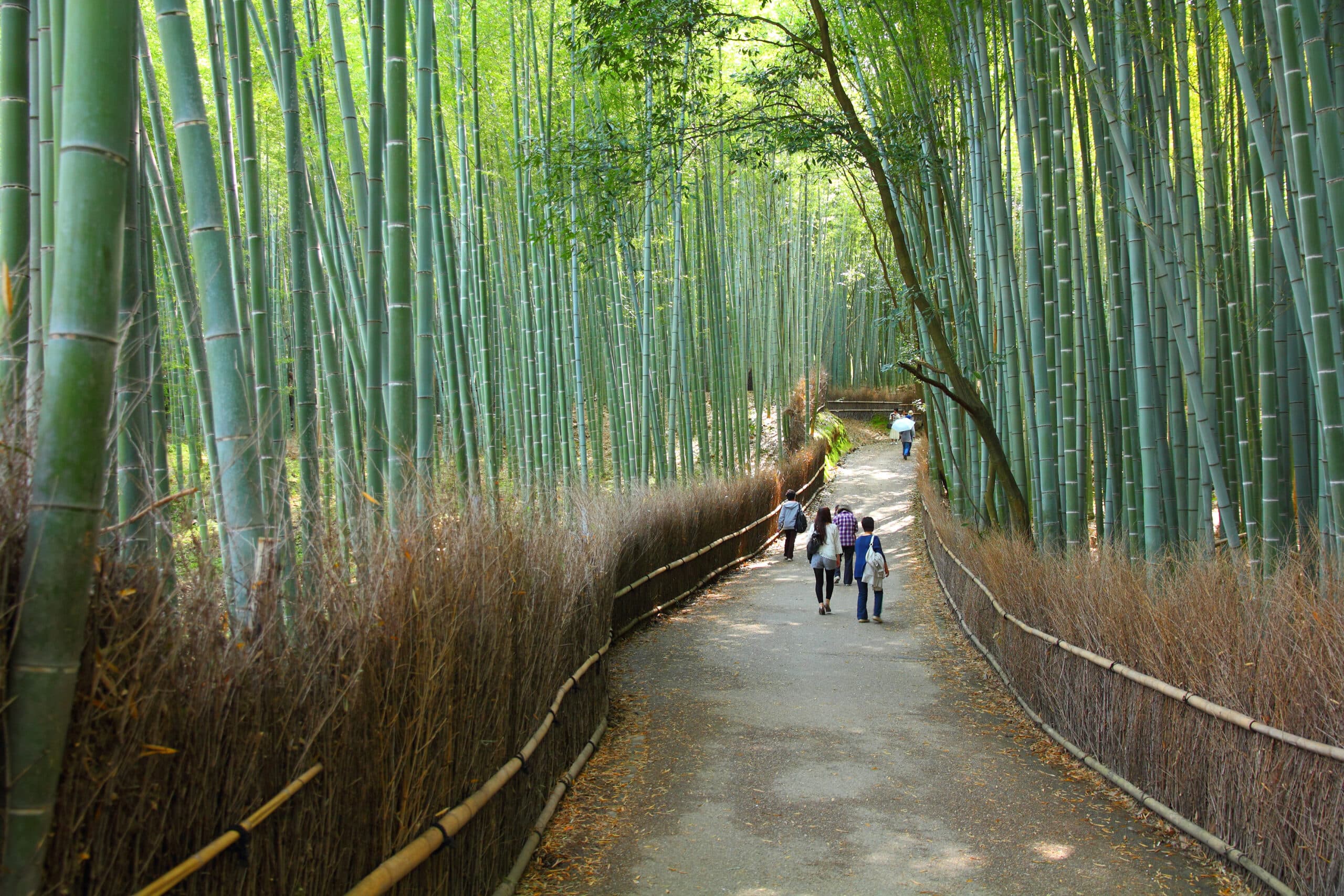 Arashiyama Bambushain in Kyoto